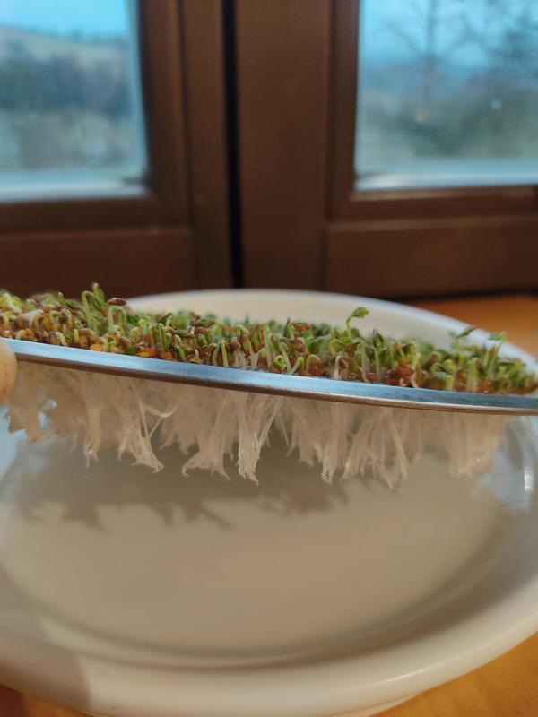 naklicovanie- korienky