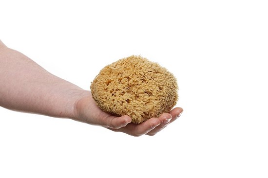 Morská huba Honeycombe stredná - nebielená - menšia veľkosť 